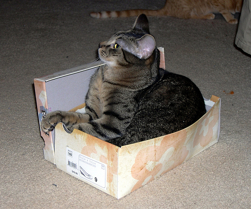 If it fits, I sits.