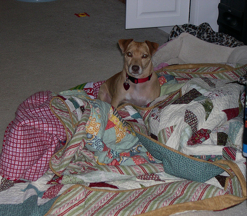 Fred is playing King of Quilts